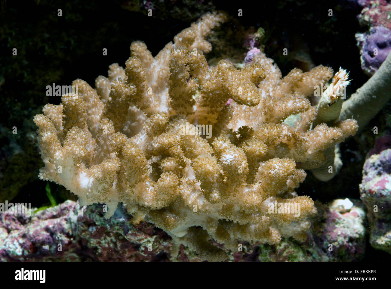 Soft Coral (Stereonephthya spec.), side view Stock Photo - Alamy