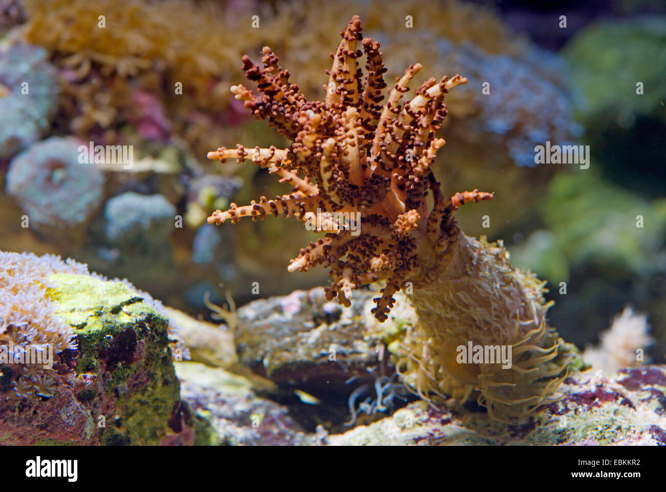 Christmas Tree Coral, Christmas Tree Soft Coral (Sphaerella krempfi), side view of a colony Stock Photo