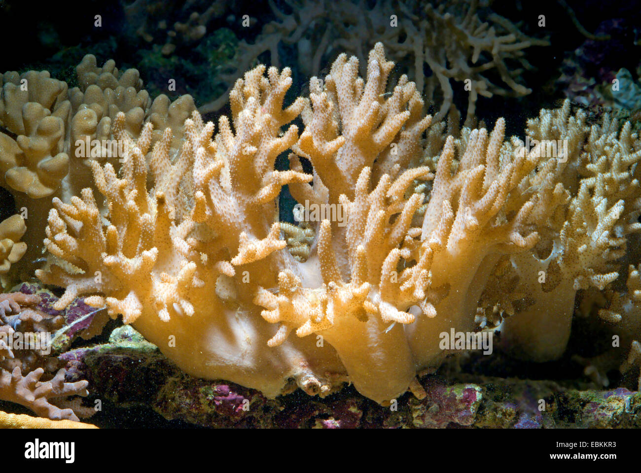 Leather Short Finger Coral  (Sinularia spec.), lateral view Stock Photo