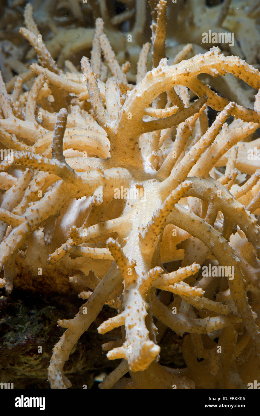 Leather Short Finger Coral  (Sinularia spec.), macro shot Stock Photo