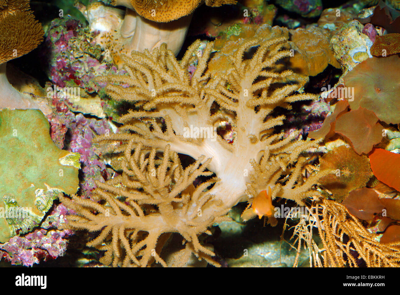 Polyp Soft Coral (Sinularia flexibilis), side view of a colony Stock Photo