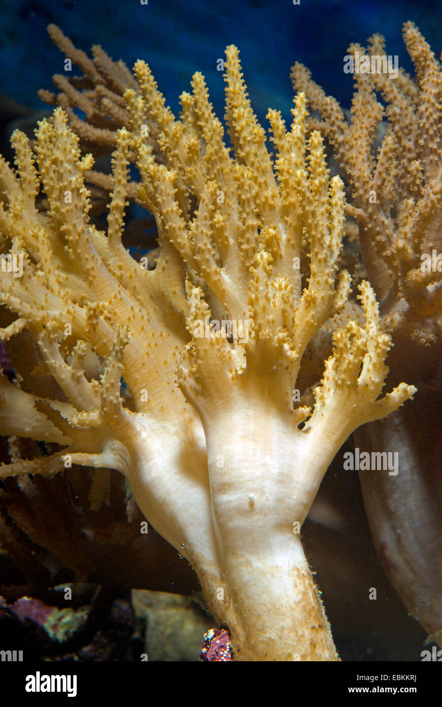 Polyp Soft Coral (Sinularia flexibilis), side view of a colony Stock Photo