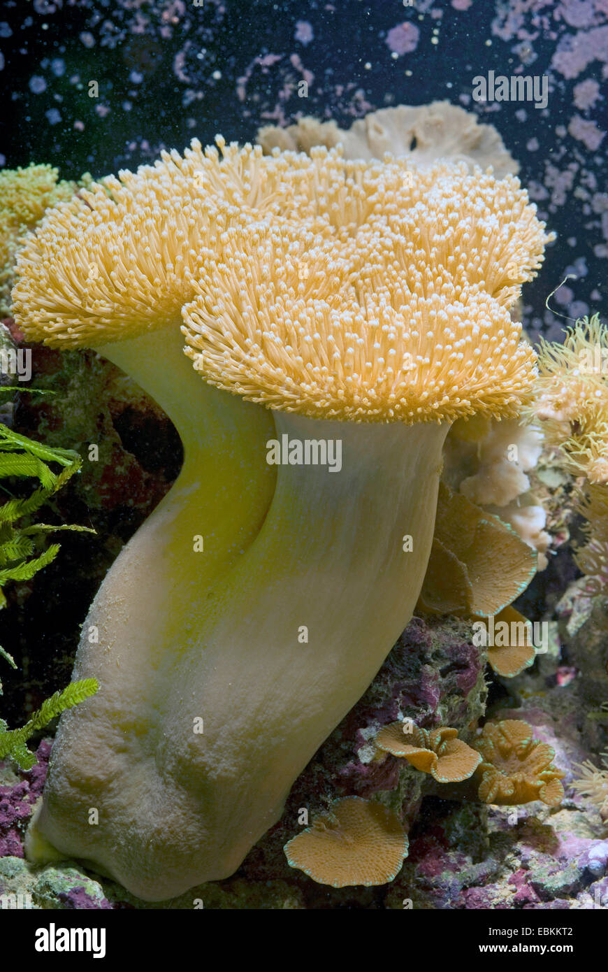 Leather Coral (Sarcophyton ehrenbergi ), side view of a colony Stock Photo