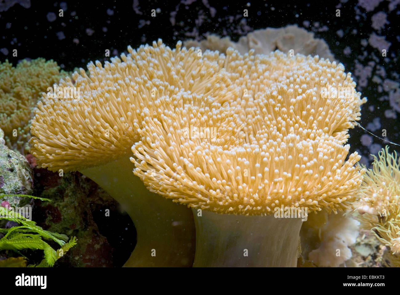 Leather Coral (Sarcophyton ehrenbergi ), side view of a colony Stock Photo