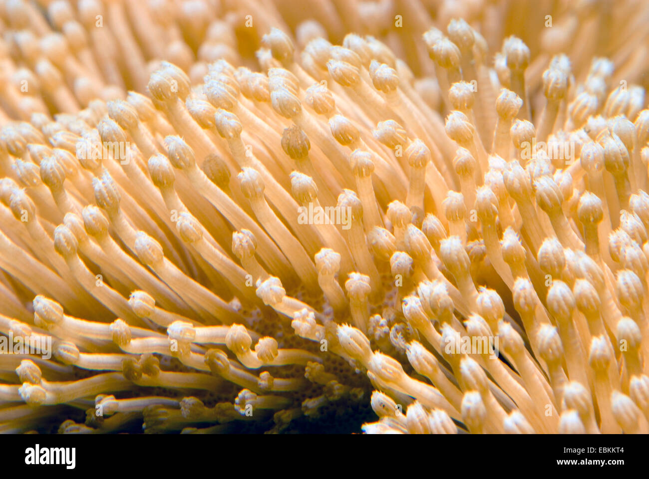 Leather Coral (Sarcophyton ehrenbergi ), macro shot Stock Photo