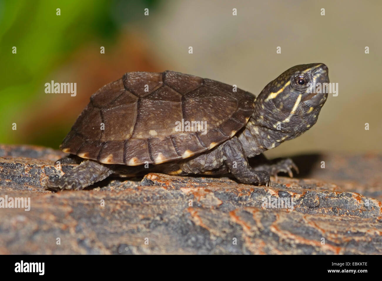 What Do Musk Turtles Eat? Full Guide For A Healthy Diet, 45 OFF