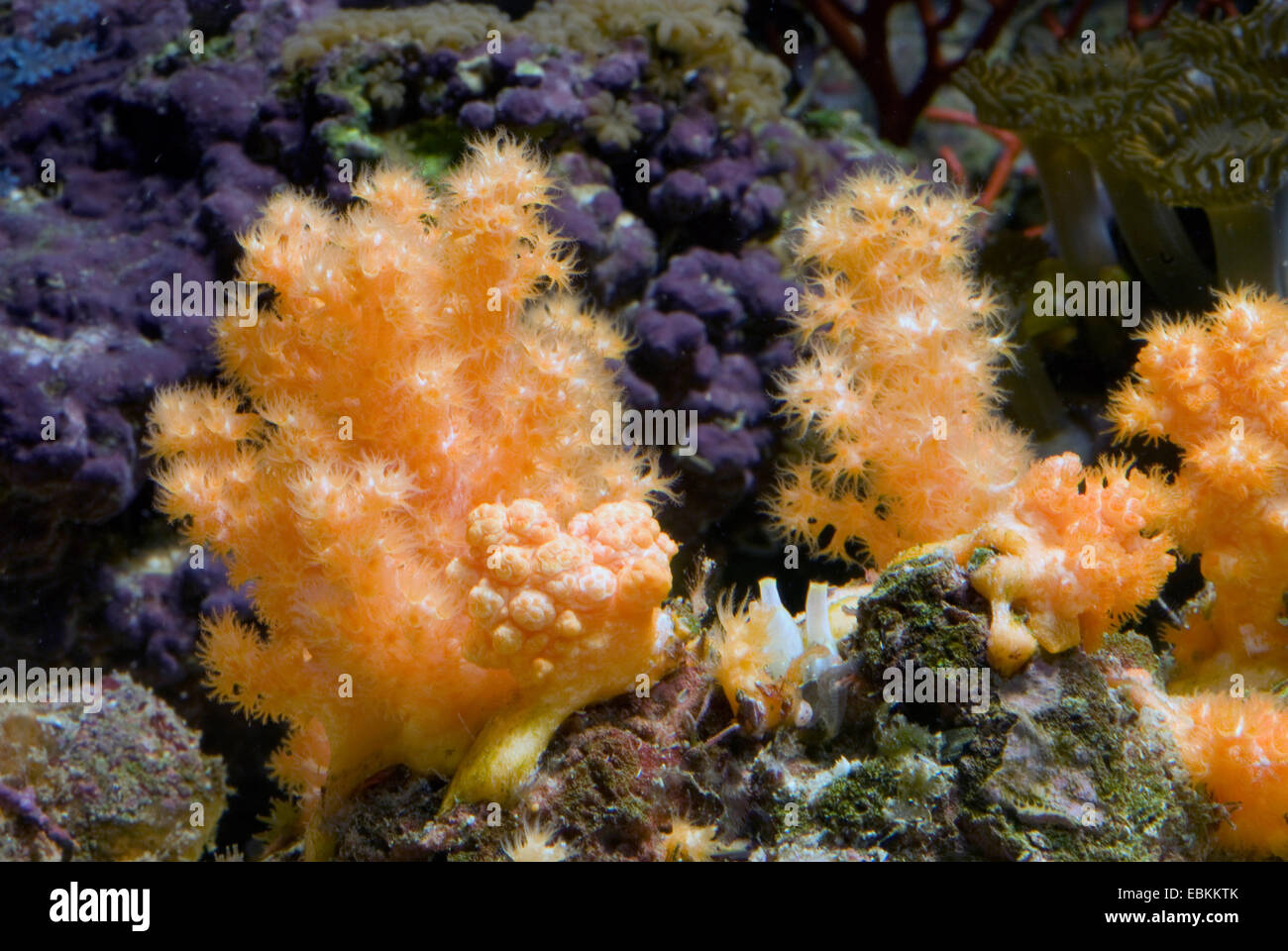 Soft Coral (Scleronephthya gracillimum), several colonies Stock Photo