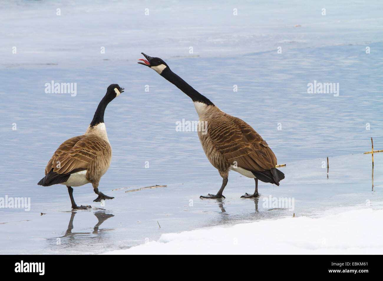 canada goose in sweden canada goose in sweden