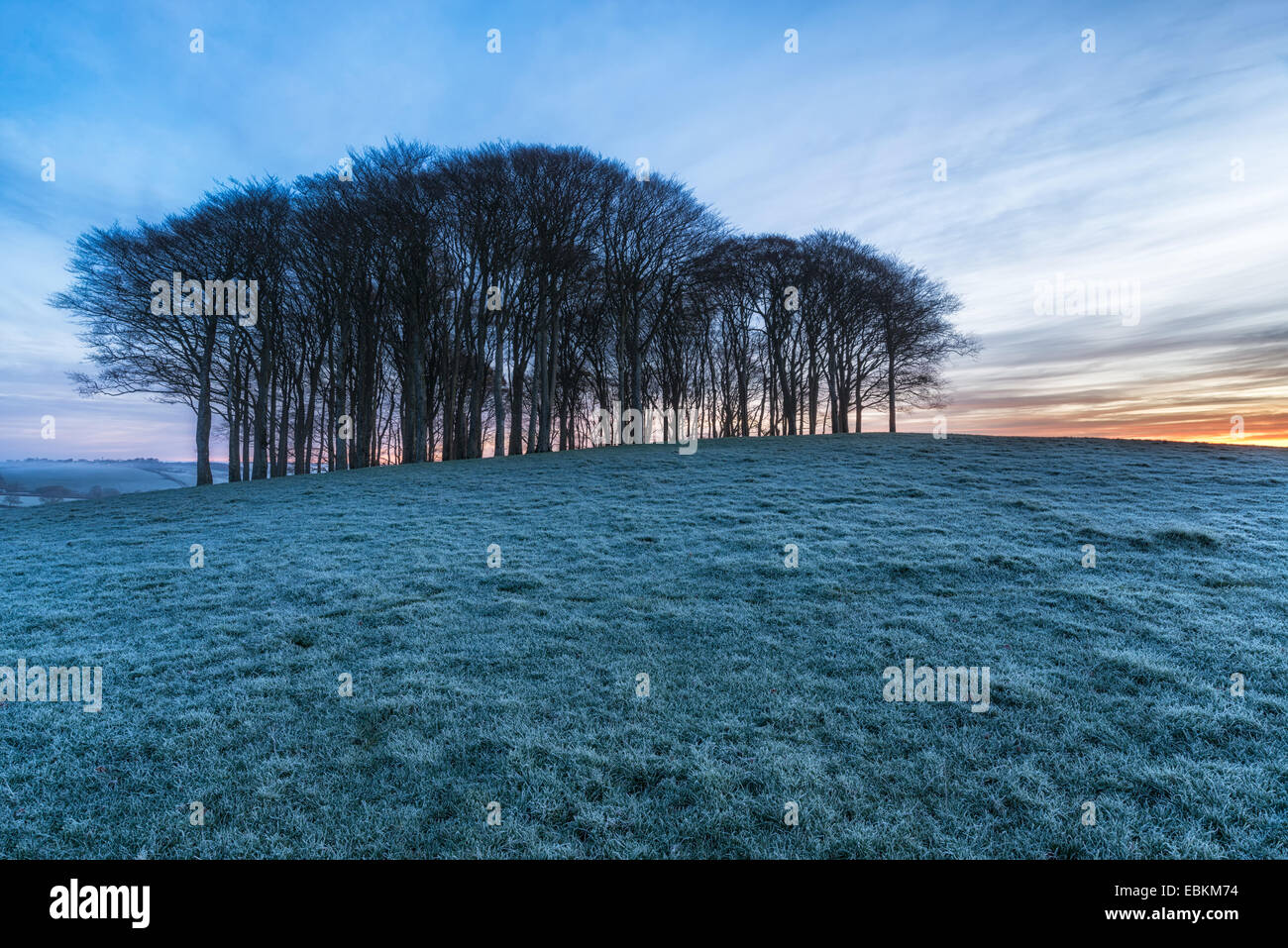 Small copse of beech trees on a hill near Lifton in Devon Stock Photo