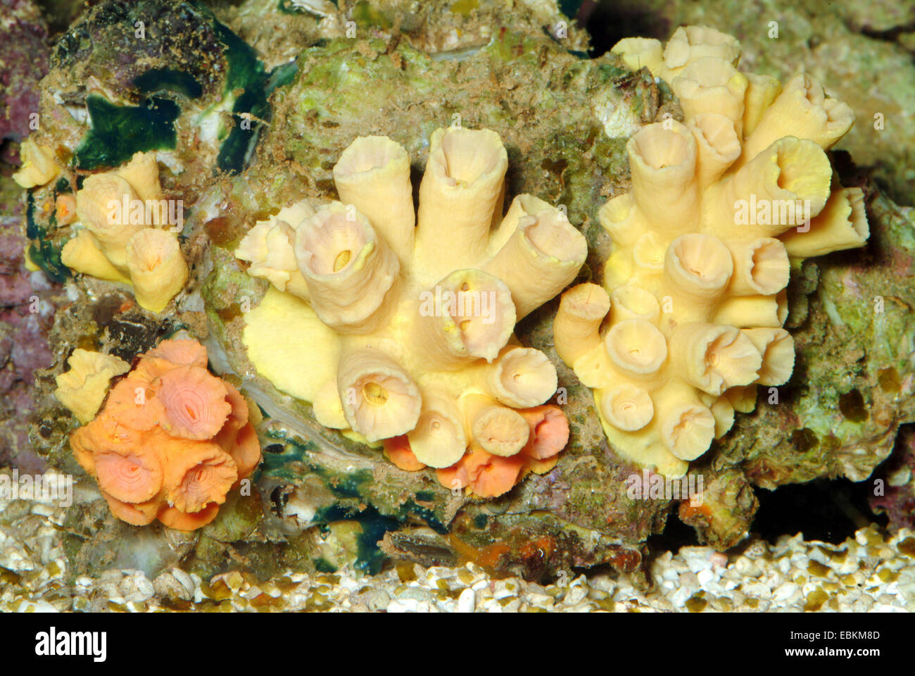Cup Coral (Tubastraea spec.), colonies Stock Photo