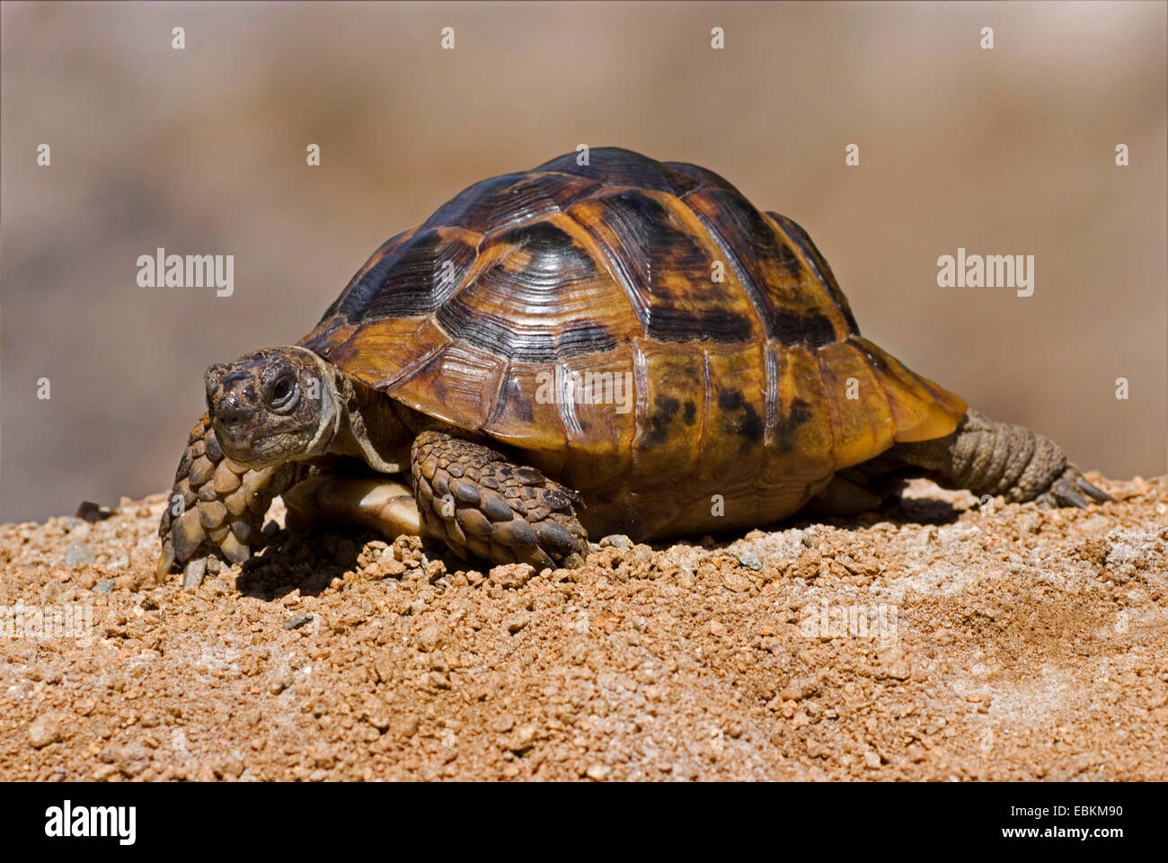 Eurasian Spur-thighed tortoise, Mediterranean spur-thighed tortoise, Common tortoise, Greek tortoise (Testudo graeca ibera, Testudo ibera), walking Stock Photo