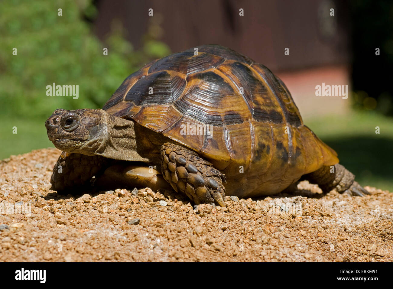 Eurasian Spur-thighed tortoise, Mediterranean spur-thighed tortoise, Common tortoise, Greek tortoise (Testudo graeca ibera, Testudo ibera), walking Stock Photo