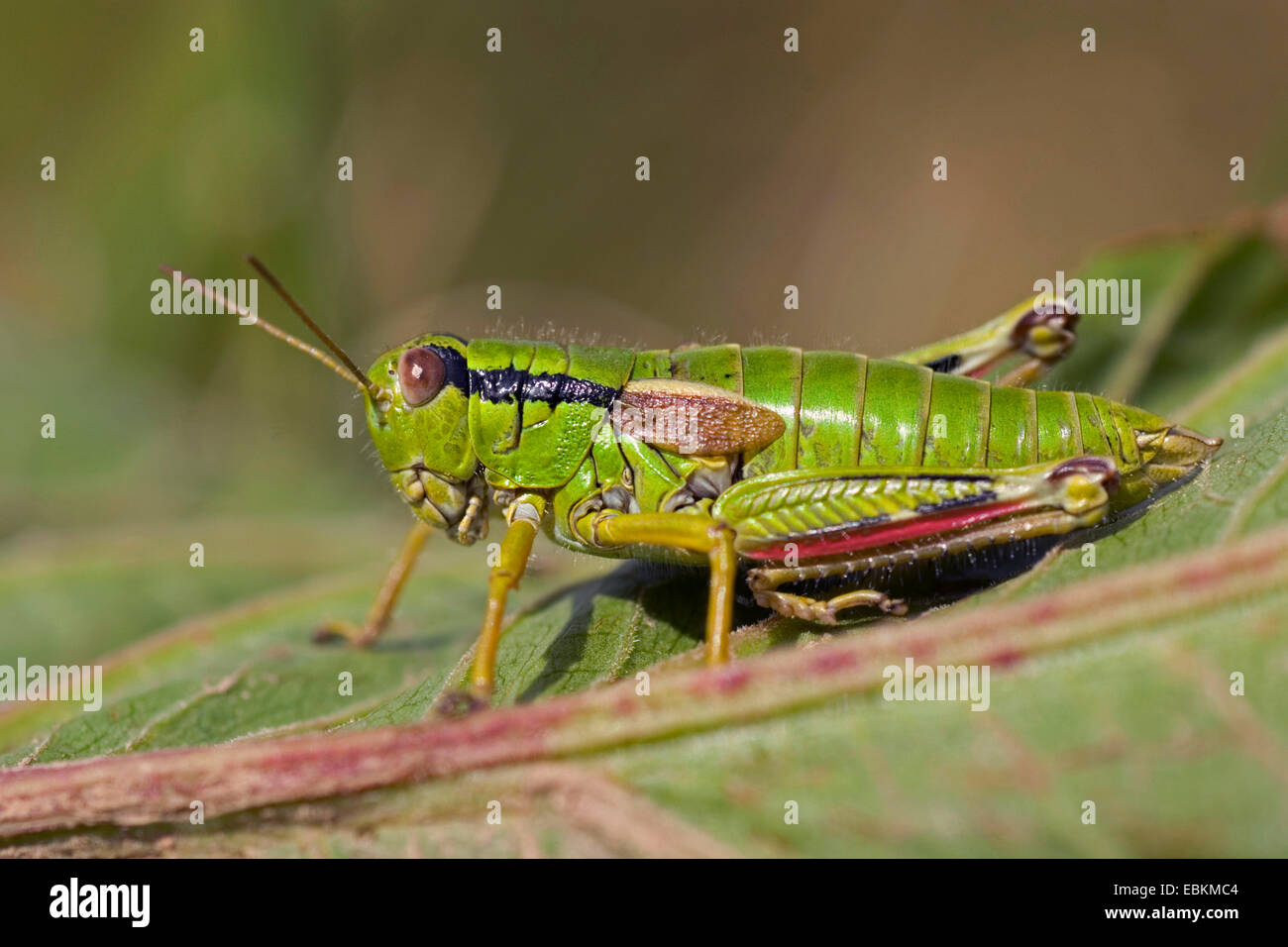 green mountain grasshopper,Alpine migratory grasshopper* (Miramella alpina), sitting on a leaf, Germany Stock Photo