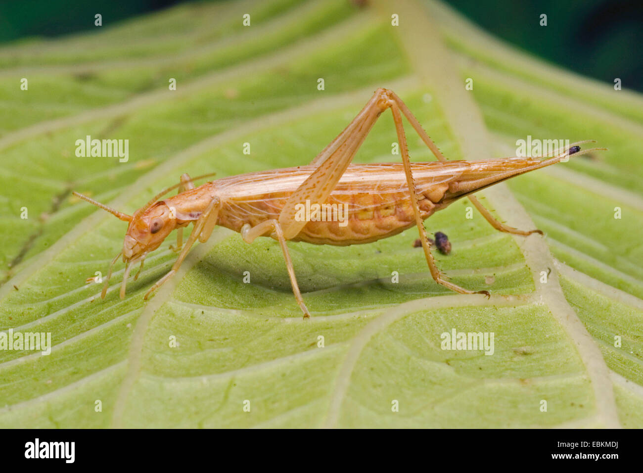 fragile whistling cricket, European tree cricket, Italian cricket (Oecanthus pellucens), sitting on a leaf, Germany Stock Photo