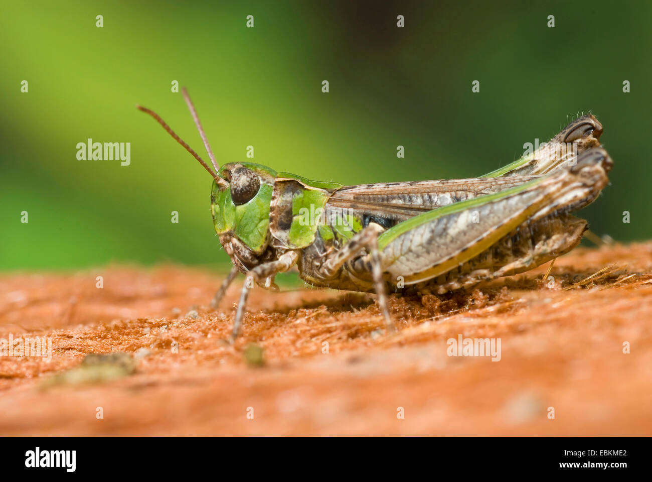 mottled grasshopper (Myrmeleotettix maculatus, Gomphocerus maculatus), sitting on the ground, Germany Stock Photo