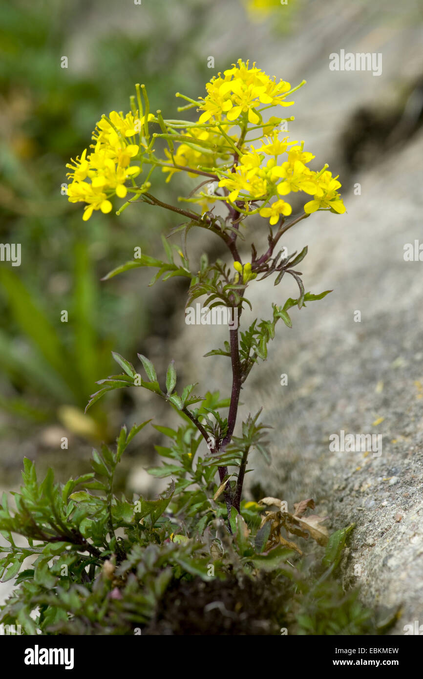 yellow fieldcress, creeping yellow-cress (Rorippa sylvestris), blooming, Germany Stock Photo