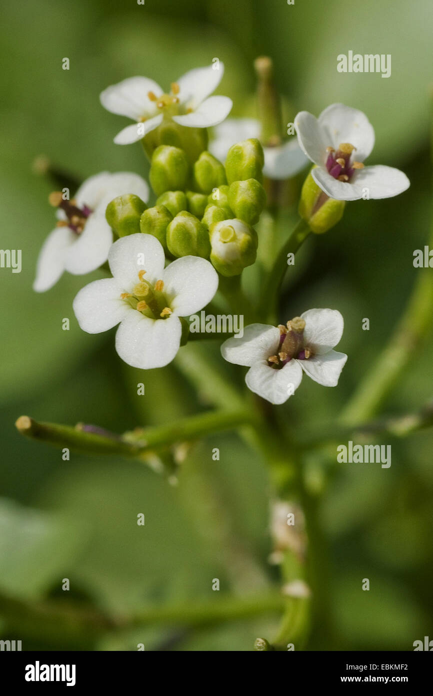 one-row water-cress (Nasturtium microphyllum), inflorescence, Germany Stock Photo