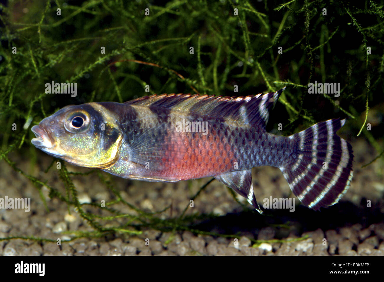 Cichlid (Nanochromis transvestitus), female Stock Photo