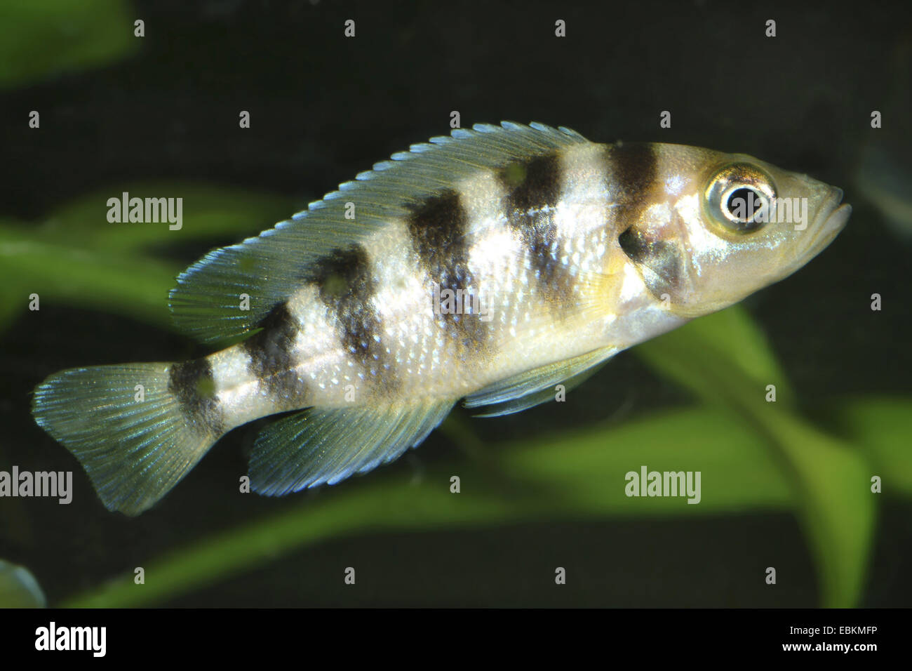 Yellow Sixband-Lamprologus (Neolamprologus sexfasciatus), swimming Stock Photo