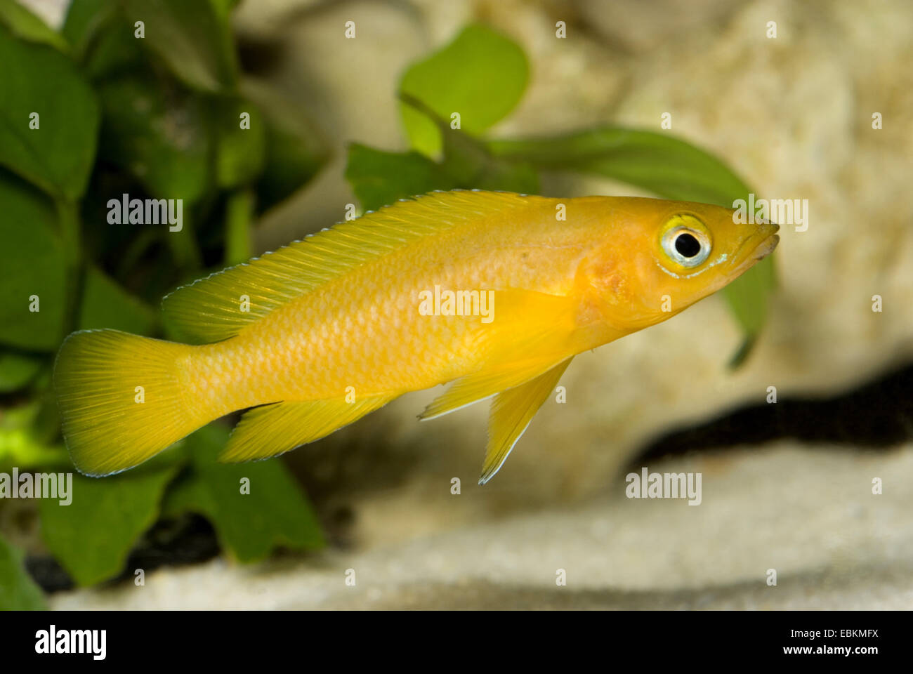 Lemon Ciclid (Neolamprologus leleupi, Lamprologus leleupi), swimming Stock Photo