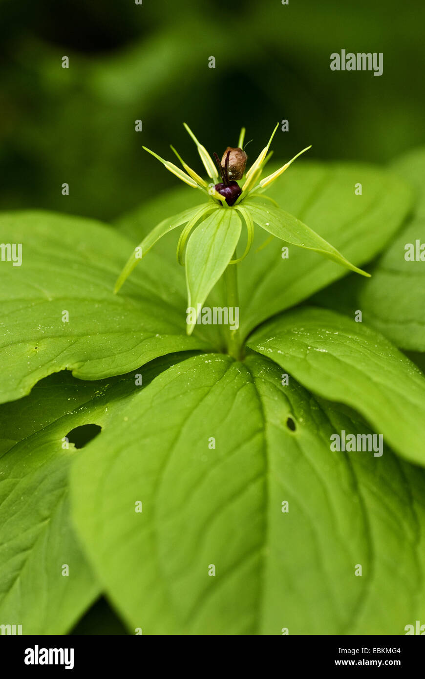 Herb Paris (Paris quadrifolia), lateral view, Germany Stock Photo