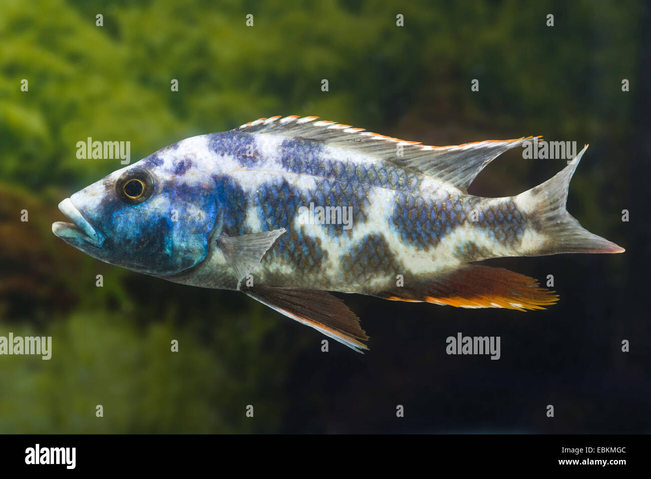 Livingstone's Haplochromis (Nimbochromis livingstonii), male Stock Photo