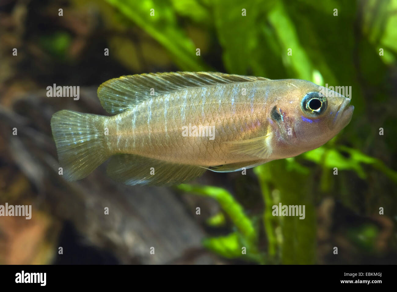 Snail-Lamprologus, Snail Lamprologus (Neolamprologus brevis), swimming Stock Photo