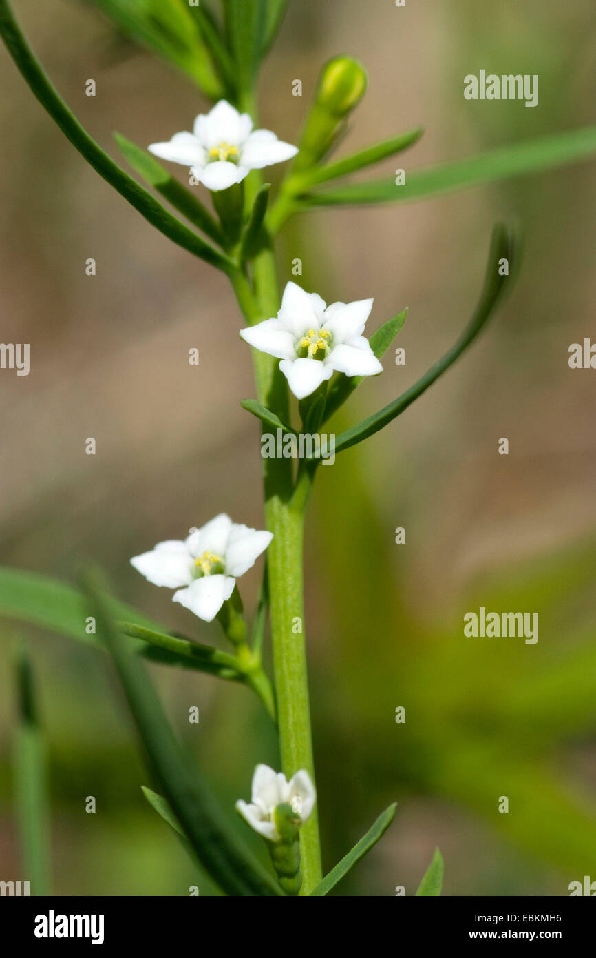 Alpine Bastard Toadflax Thesium Alpinum Flowers Switzerland Stock Photo Alamy Alpine Bastard Toadflax Thesium Alpinum Flowers Switzerland Stock Photo Alamy