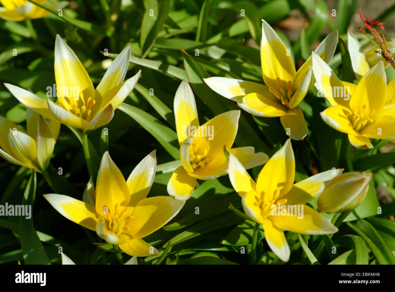 Late tulip, Tarda tulip (Tulipa tarda), blooming Stock Photo