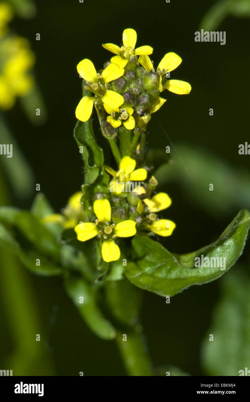 common hedge mustard, hairy-pod hedge mustard (Sisymbrium officinale), inflorescence, Germany Stock Photo