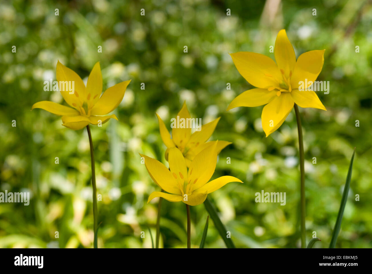 wild tulip (Tulipa sylvestris), flowers, Germany Stock Photo