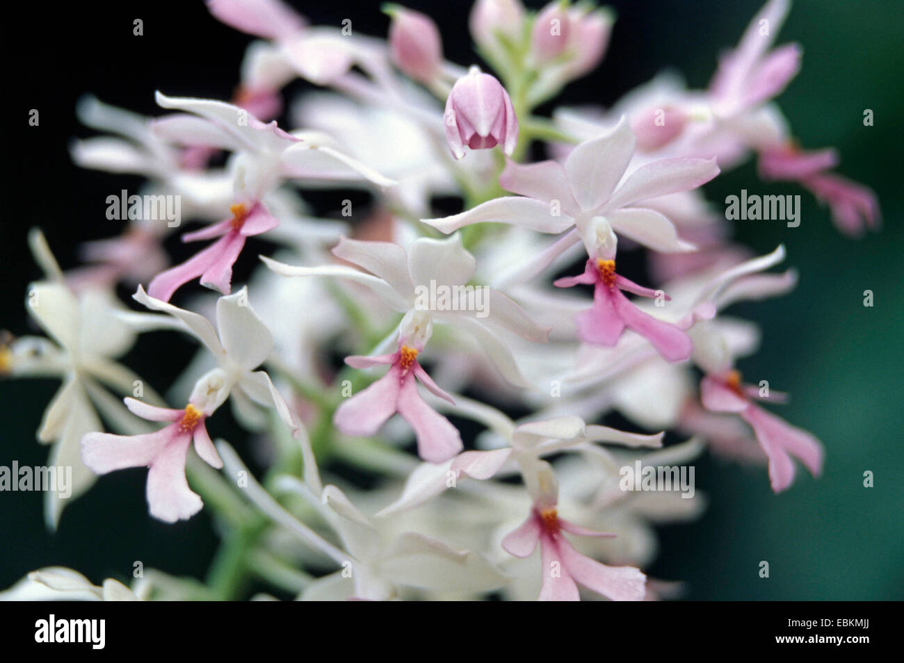 Calanthe (Calanthe rosea), flowers Stock Photo