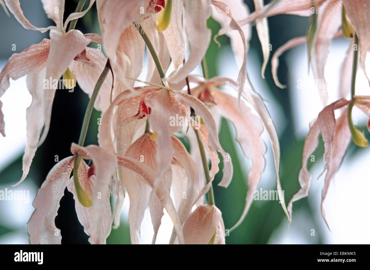 Paphinia (Paphinia herrerae), blooming Stock Photo