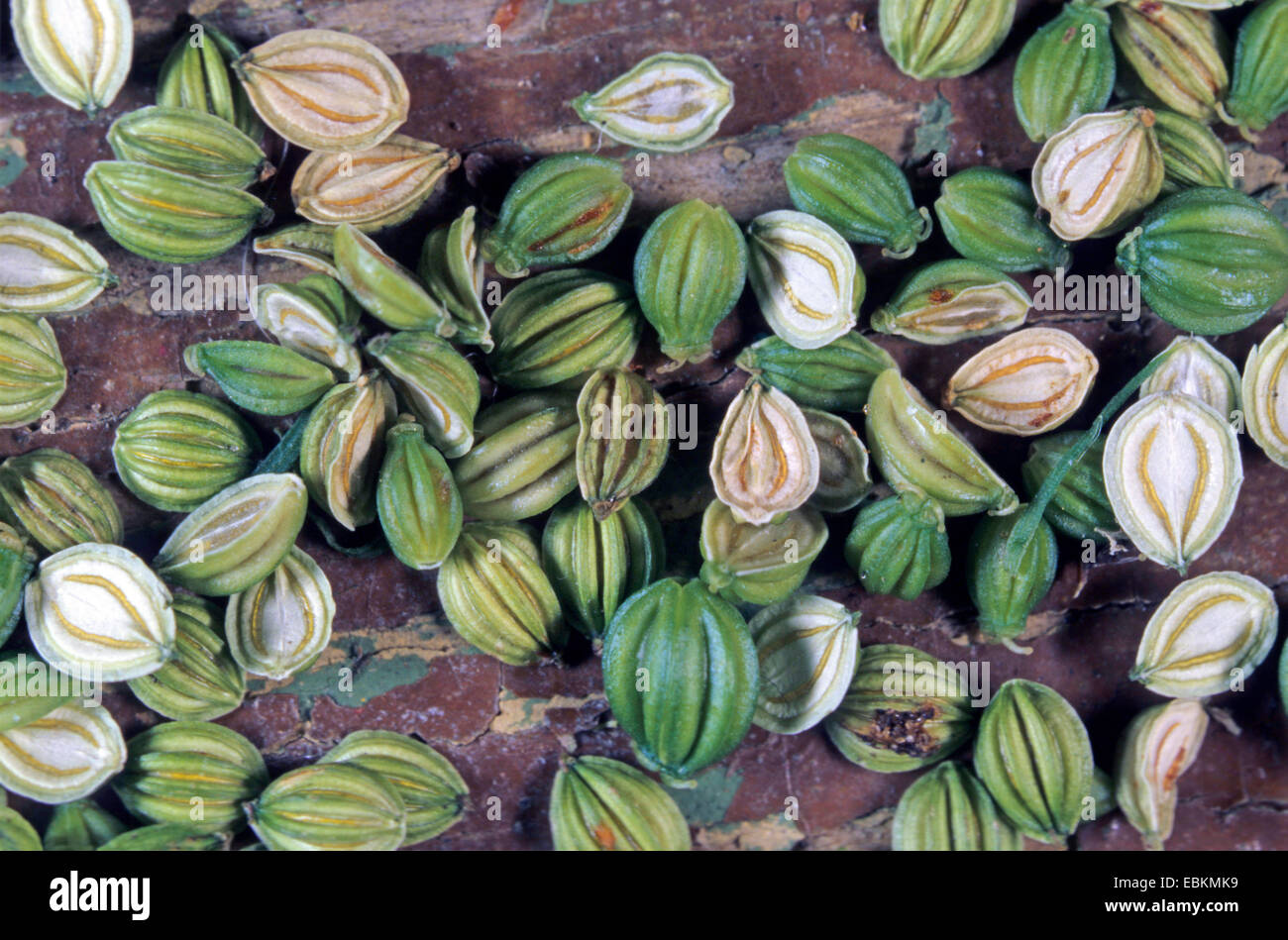 fool's parsley (Aethusa cynapium), fruits, Germany Stock Photo