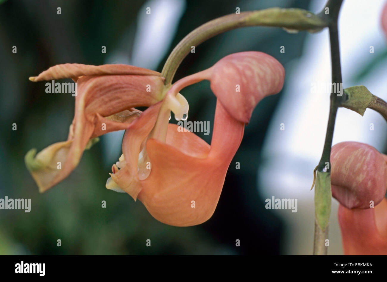 Bucket orchid (Coryanthes mastersiana), blooming Stock Photo Alamy
