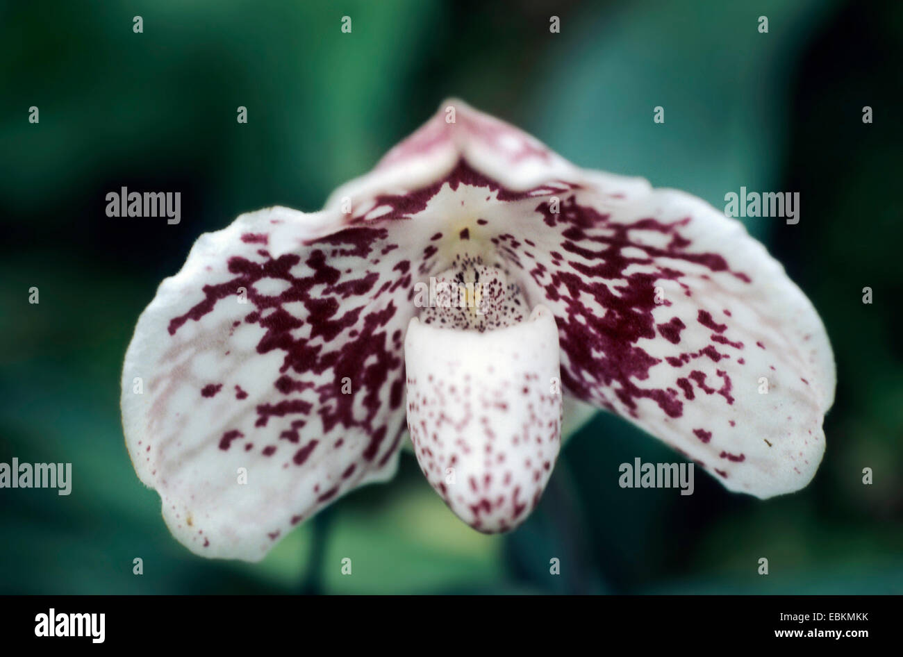 slipper orchid (Paphiopedilum godefroyae), flower Stock Photo