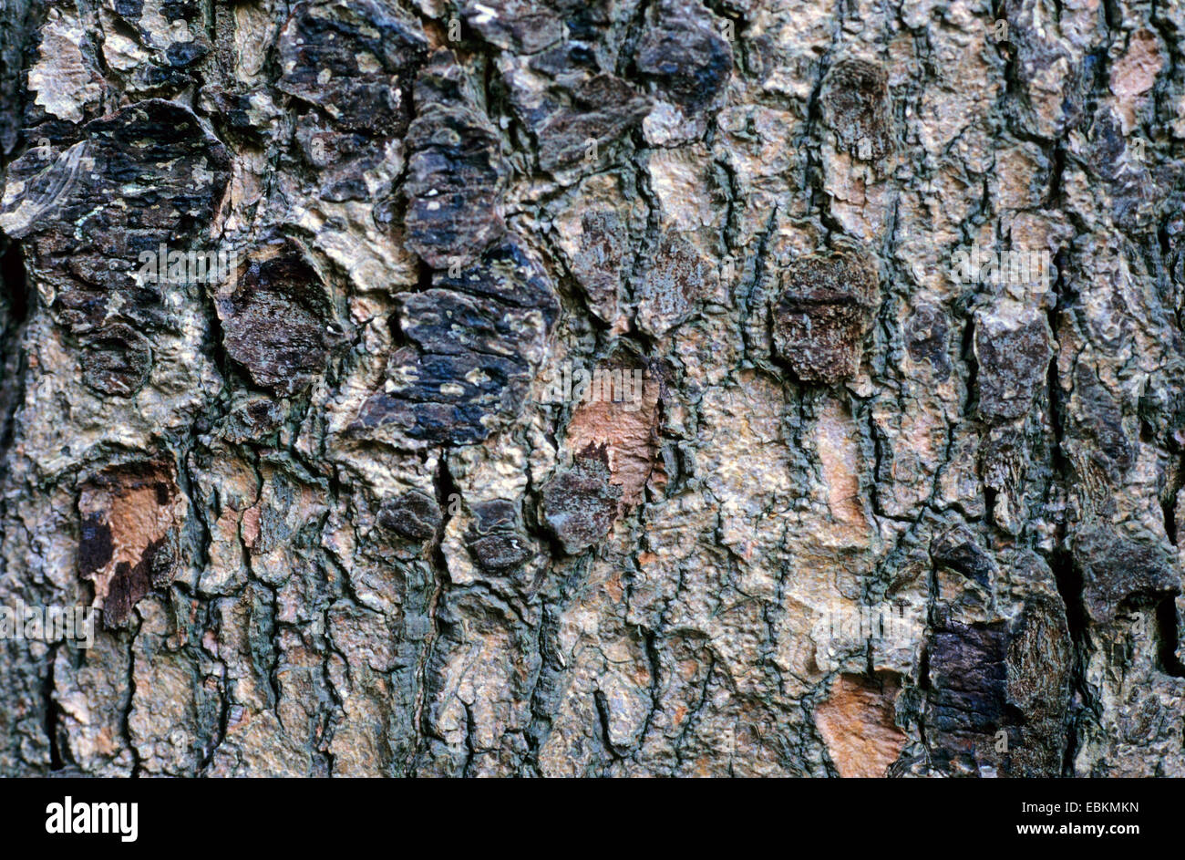 nikko fir (Abies homolepis), bark Stock Photo