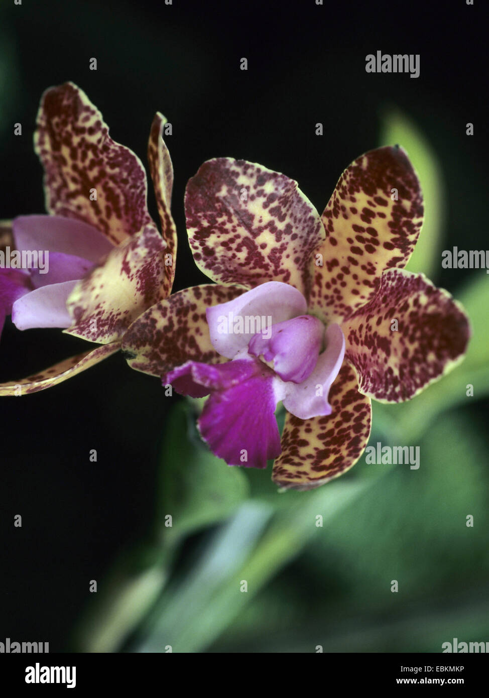 cattleya orchid (Cattleya 'Little Leopard', Cattleya Little Leopard), cultivar Little Leopard, blooming Stock Photo