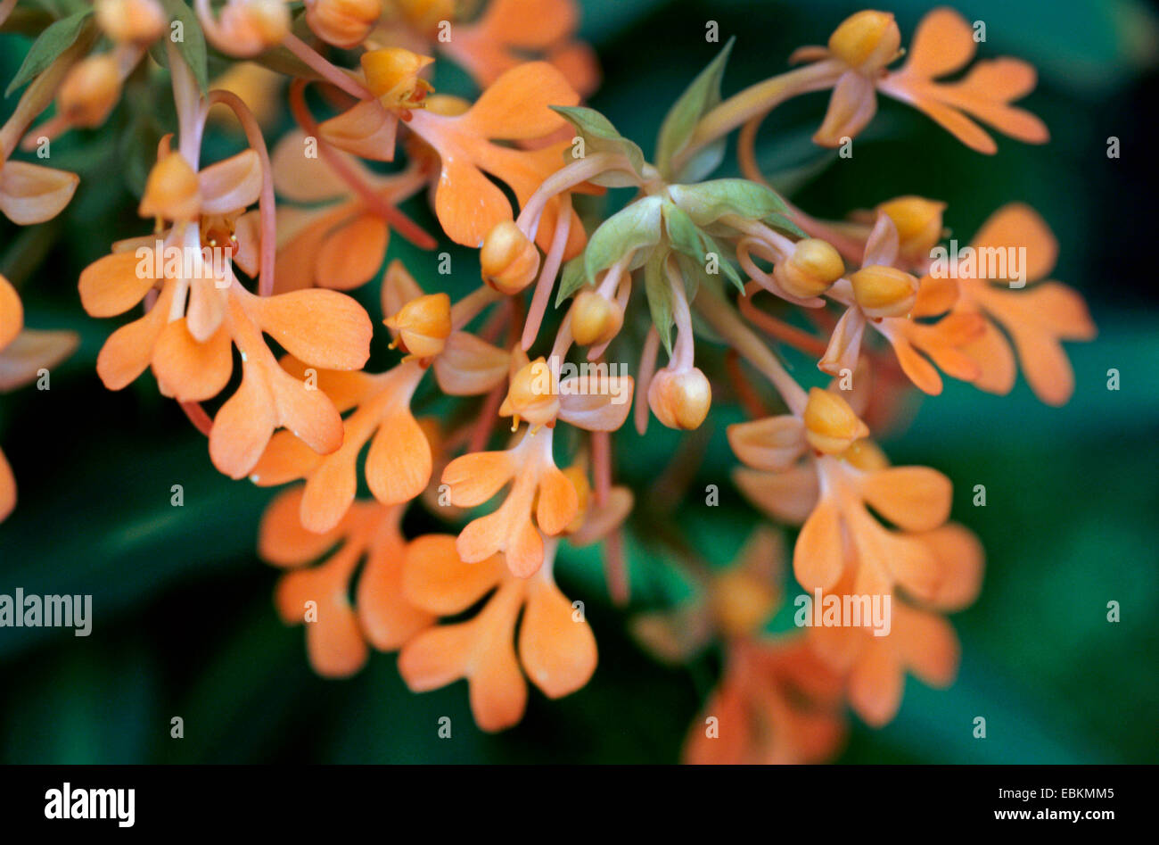 Habenaria (Habenaria rhodocheila), flowers Stock Photo