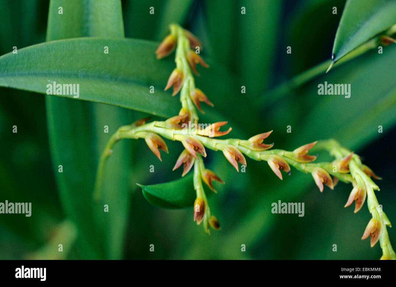 Pleurothallis (Pleurothallis aereata), blooming Stock Photo