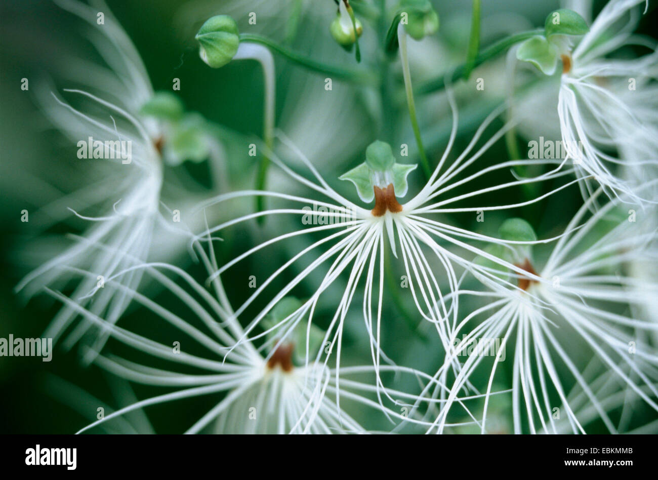Habenaria (Habenaria medusae), flowers Stock Photo