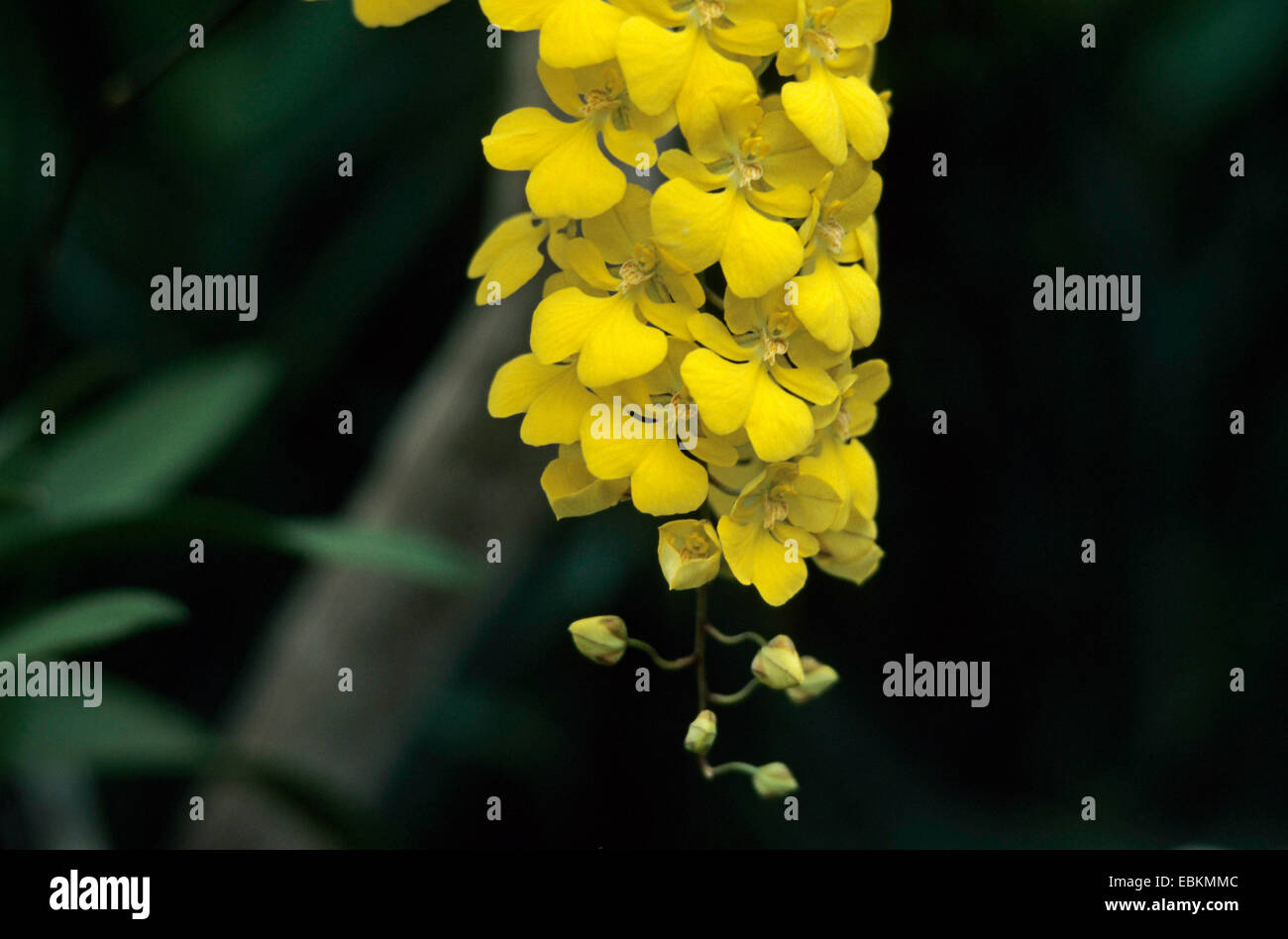 Oncidium onustum (Oncidium onustum), blooming Stock Photo