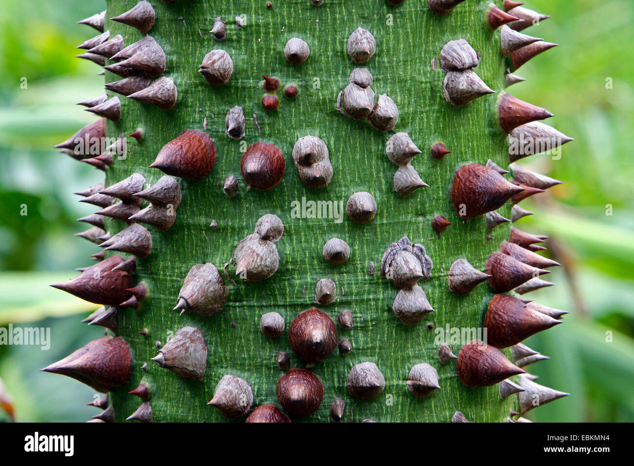 kapok tree (Ceiba pubiflora), trunk with spines Stock Photo Alamy
