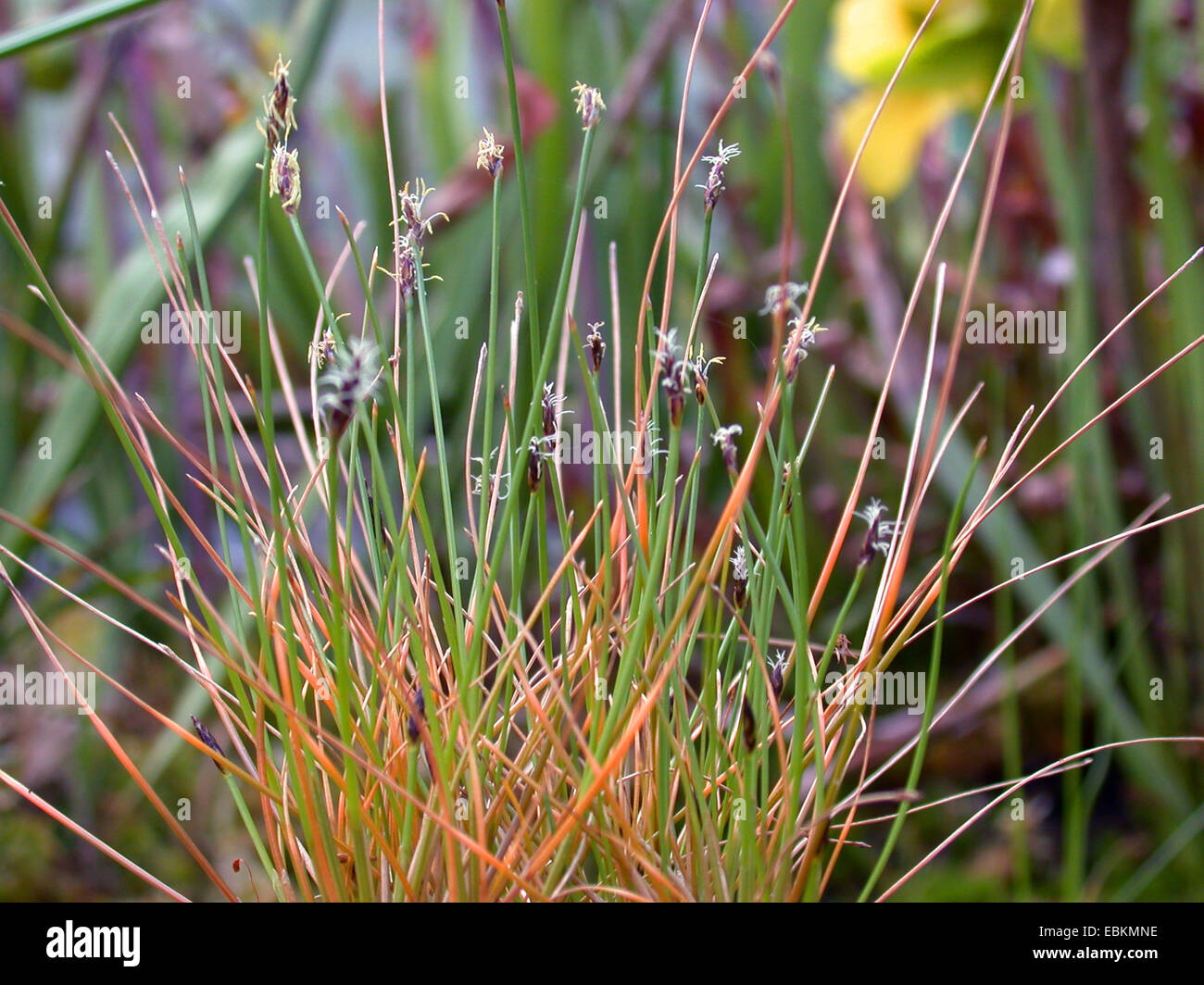 many-stalked spike-rush (Eleocharis multicaulis), blooming, Germany Stock Photo