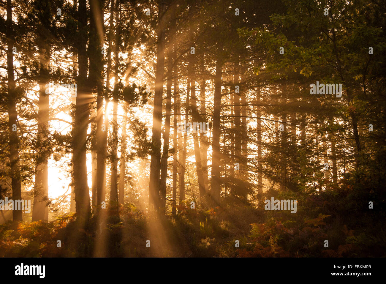 Morning sunrays at Skyritidas wood. Arcadia, Peloponnese, Greece Stock Photo