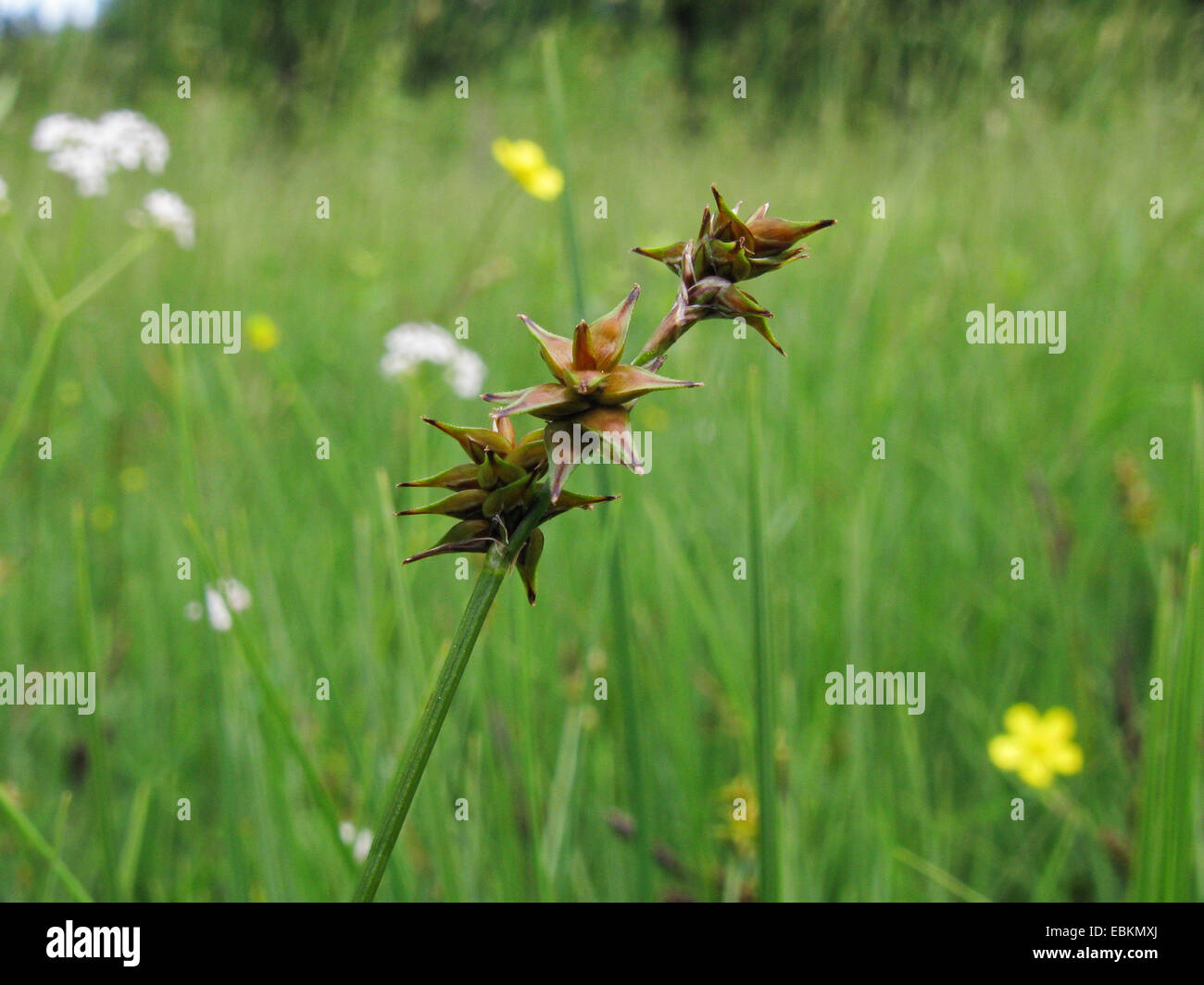 star sedge, little prickly sedge (Carex echinata), infructescence, Germany, North Rhine-Westphalia Stock Photo