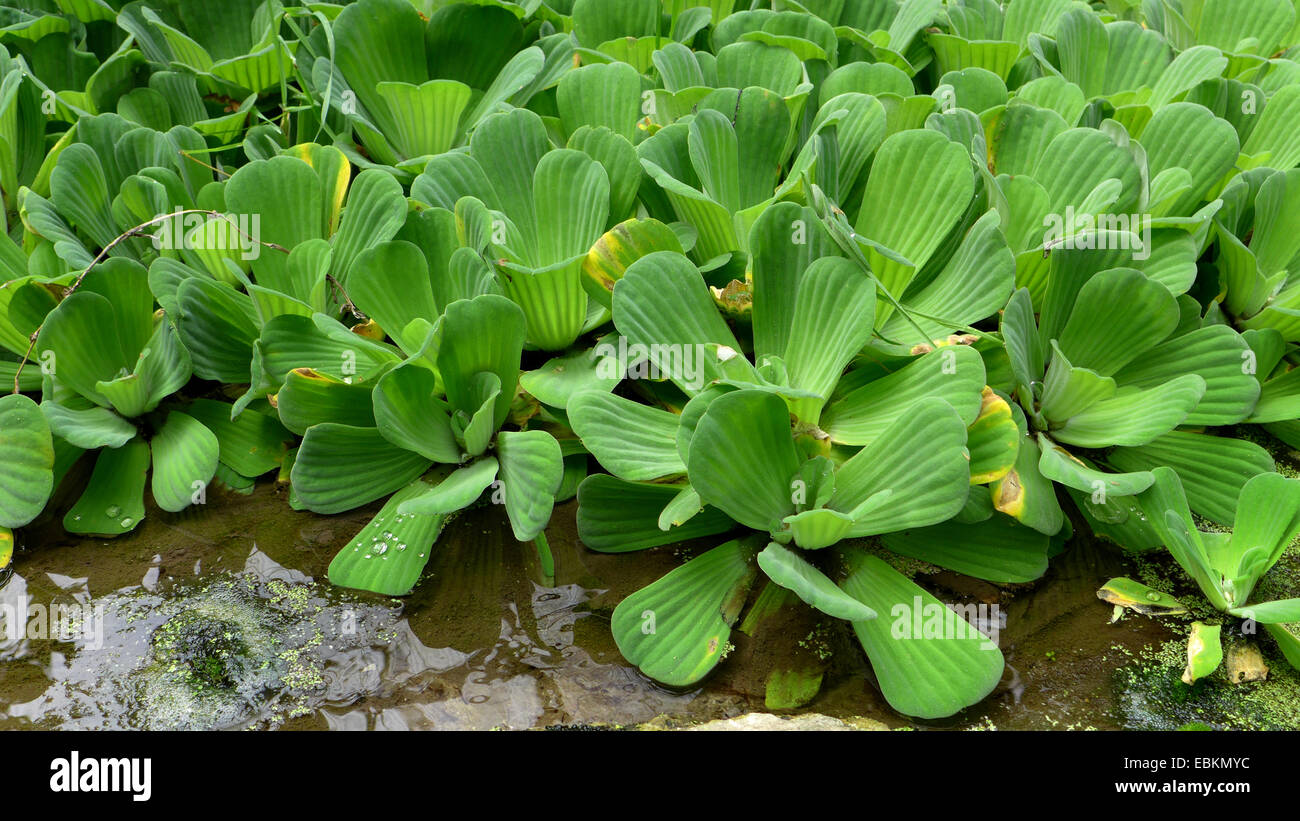 water lettuce, water cabbage, shellflower (Pistia stratiotes), swimming