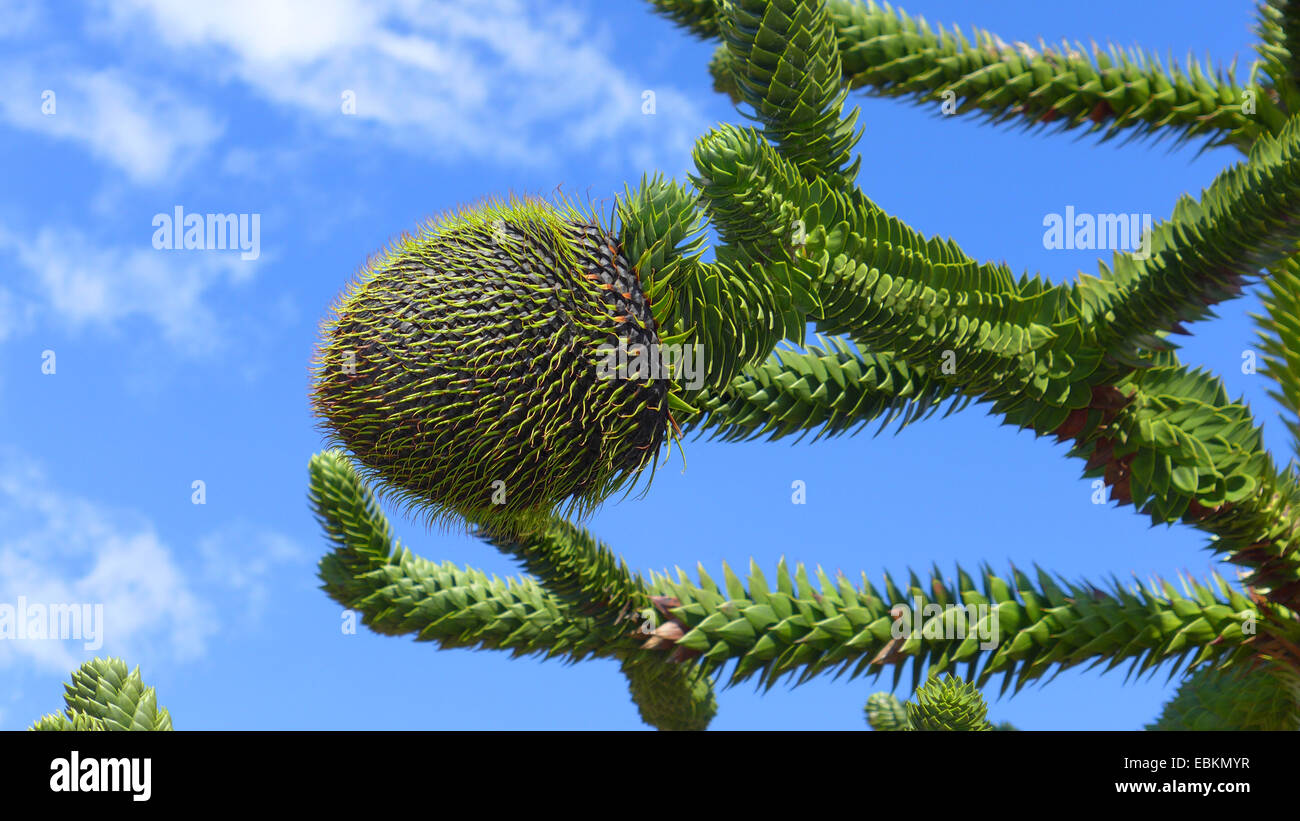 Chilean pine (Araucaria araucana), cone on a branch Stock Photo