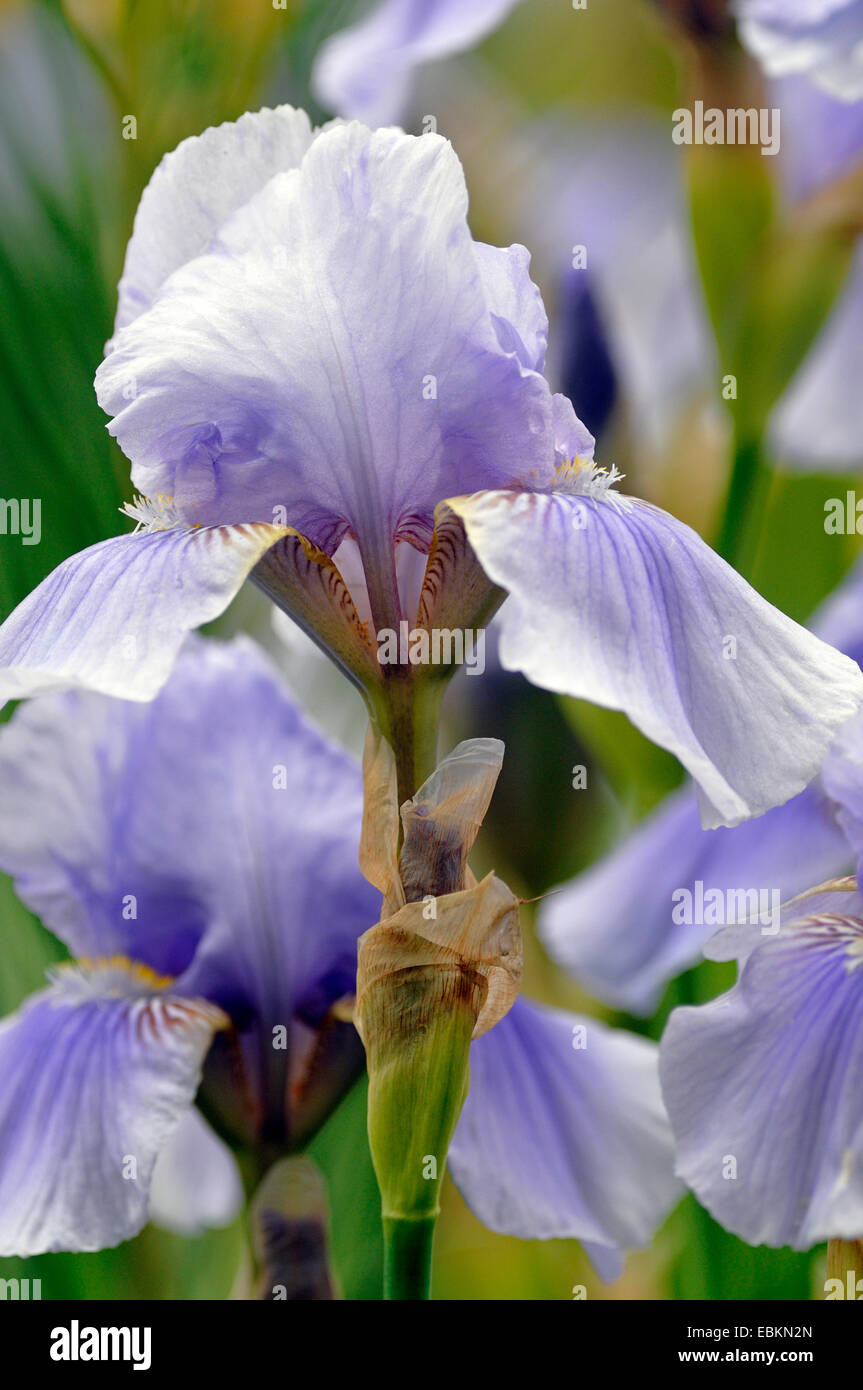 Garden iris, German iris, Bearded iris, Fleurdelis (Iris germanica