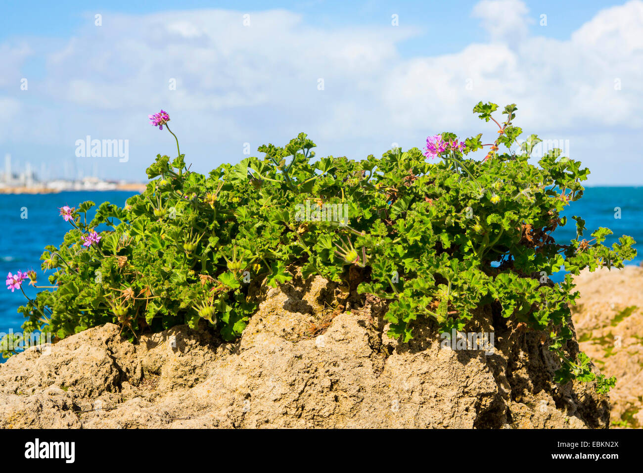 geranium (Pelargonium spec.), geranium on the beach, Australia, Western Australia, Fremantle Stock Photo